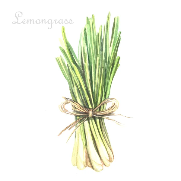 Acuarela Lemongrass — Foto de Stock