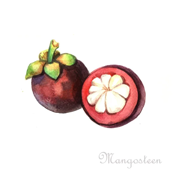 Watercolor masak Mangosteen — Stok Foto