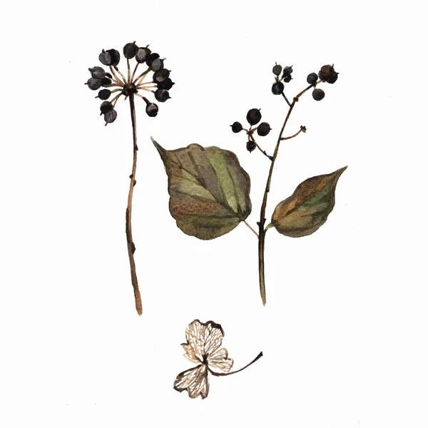 Akvarell botanikai vázlatok — Stock Fotó