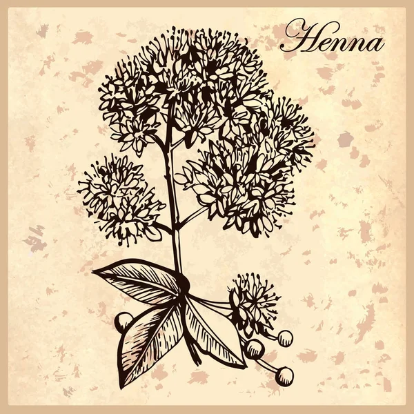 Botanische Illustration Der Henna Handzeichnung — Stockvektor