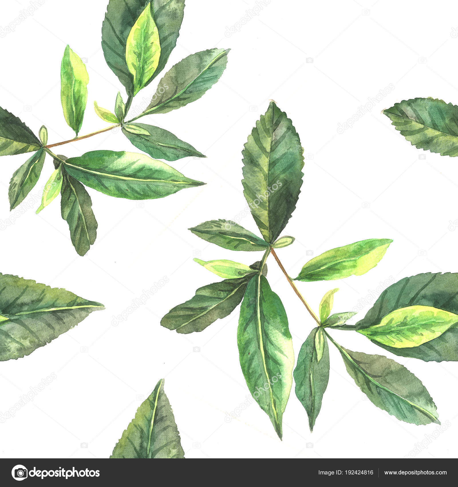 Ivy leaves. Watercolor painting of young ivy branches isolated on white  vector illustration