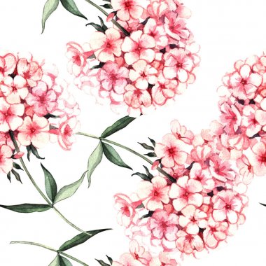 Phlox çiçekli beyaz üzerine suluboya desen 