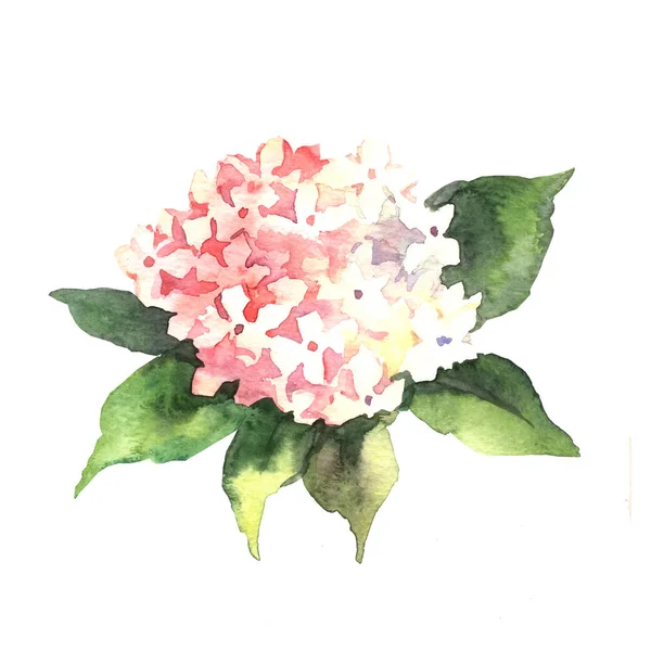 Akvarel Hortensia Blomst Hvid Baggrund - Stock-foto