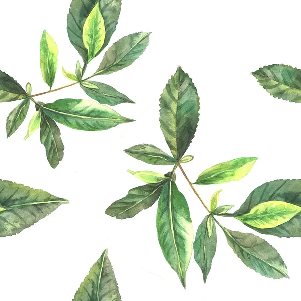 Aquarellmuster Mit Teeblättern Isoliert Auf Weißem Hintergrund — Stockfoto