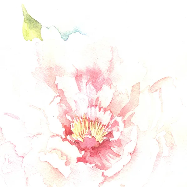 Watercolor sketch of Peony on white background