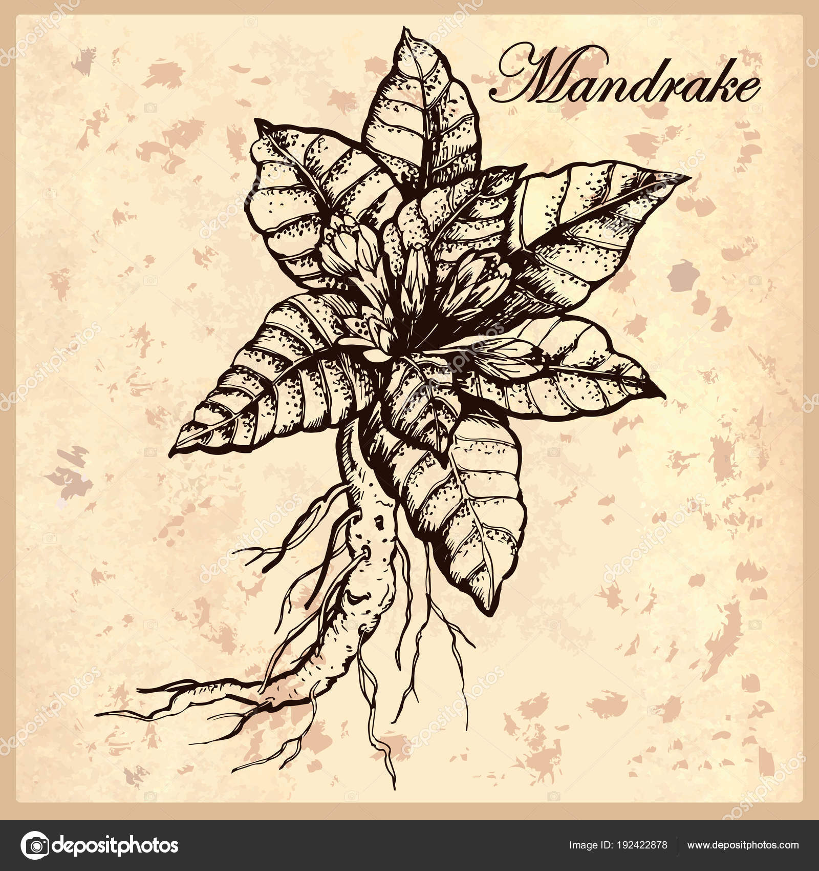 Vetores de Ilustração De Aquarela Da Planta De Mandrake e mais