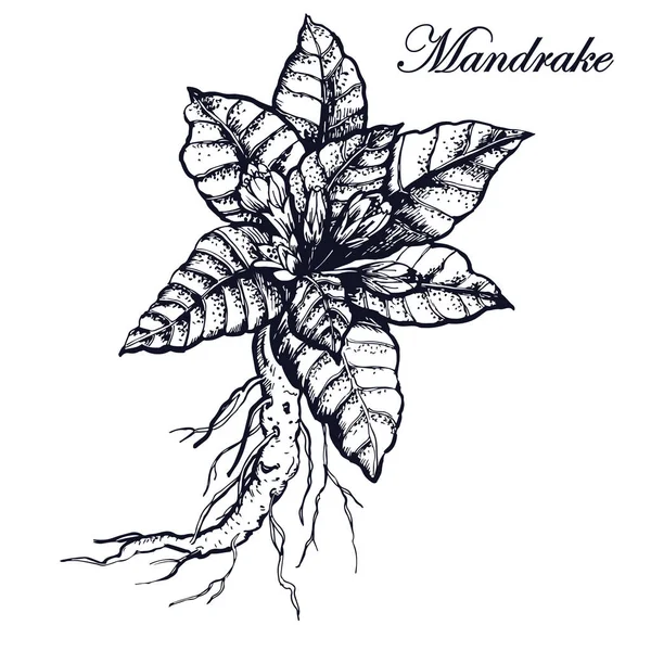 Ботаническая Иллюстрация Мандрагора Изолированная Белом — стоковый вектор