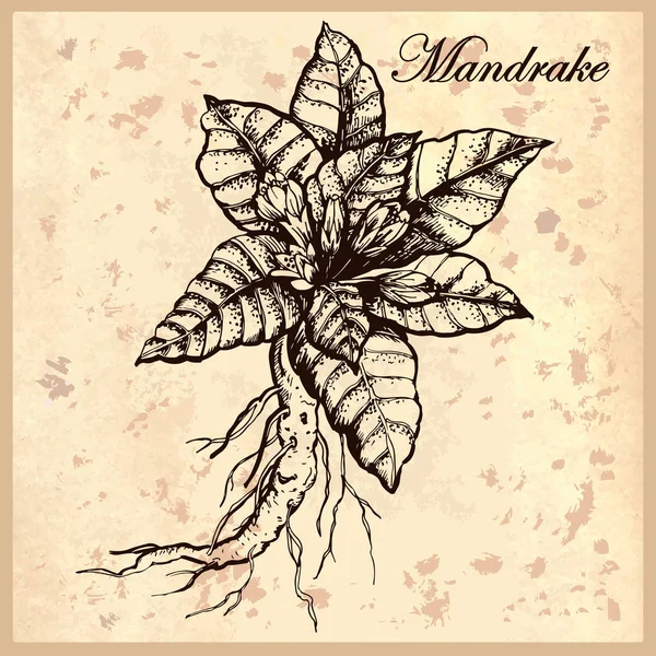 Illustrazione Botanica Mandrake Con Sfondo Grunge — Vettoriale Stock