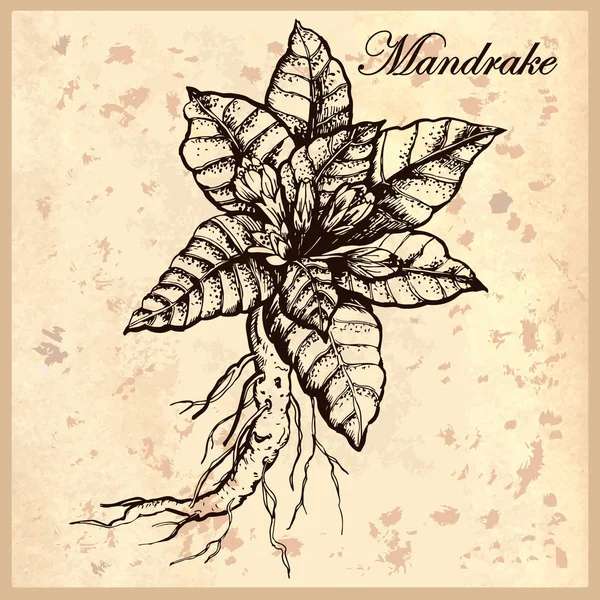 Ilustración Botánica Mandrake Con Fondo Grunge — Vector de stock