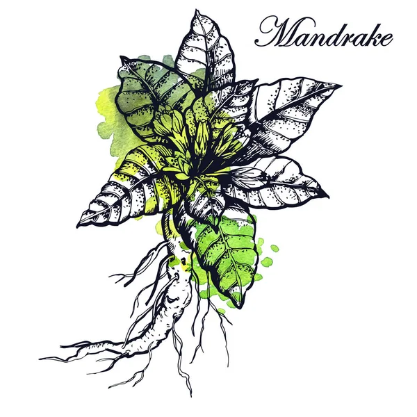 Botanische Illustratie Van Mandrake Met Aquarel Achtergrond — Stockvector