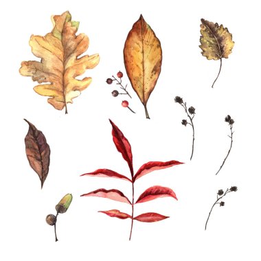 Sonbahar yapraklarının suluboya tüyleri.