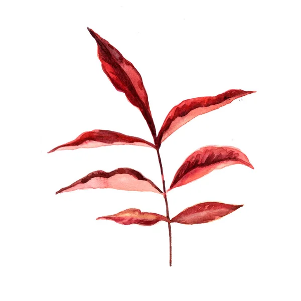 白い背景に赤いユリの水彩画 — ストック写真