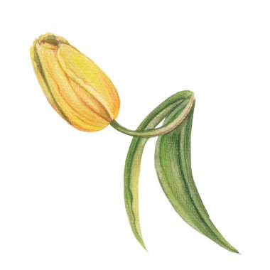 Çiçeğin suluboya çizimi