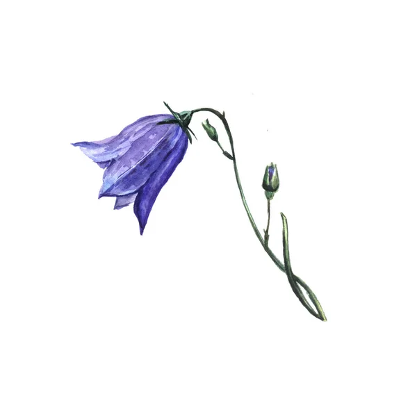 Aquarell Illustration Der Blume — Stockfoto