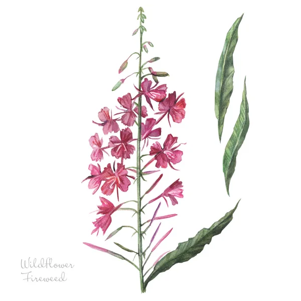 Akvarel Ilustrace Květiny — Stock fotografie