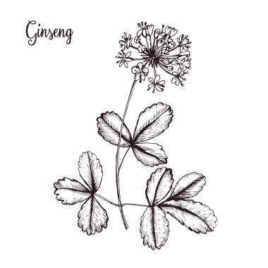 Ginseng bitki botanik Illustration. El çizimi. Sağlıklı yaşam tarzı.