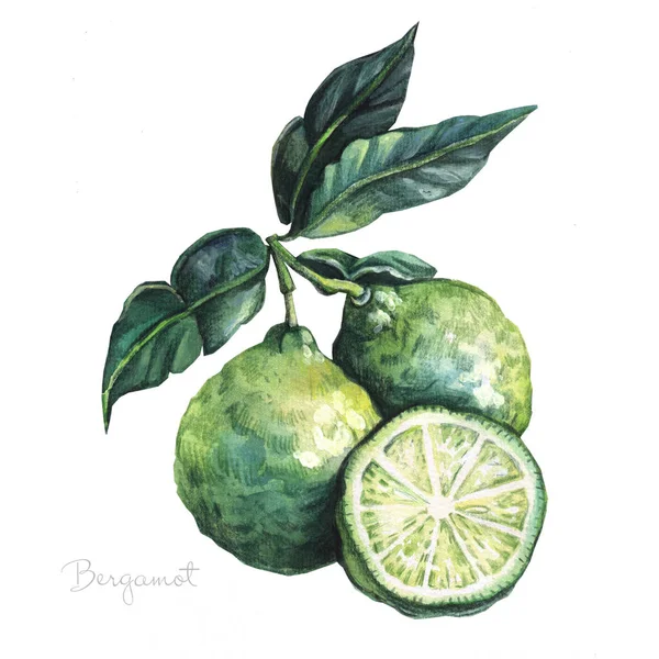 Bergamot Akvarel Ilustrace Bílém Pozadí — Stock fotografie