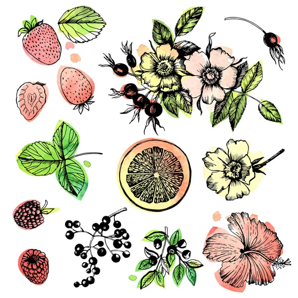 Grafik Illustration Pflanzen Früchtetee — Stockvektor