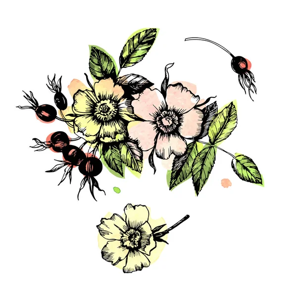 Γραφική Απεικόνιση Rosehip Λουλούδια Και Φρούτα — Διανυσματικό Αρχείο