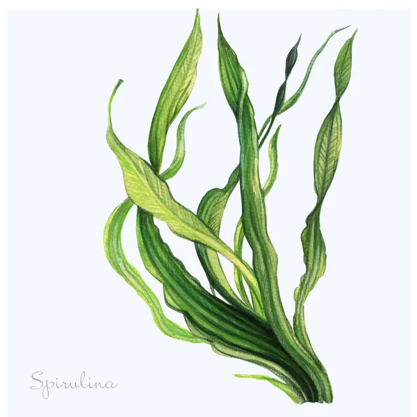 Suluboya Resim Tasarımı Spirulina Suluboya Çizimi — Stok fotoğraf