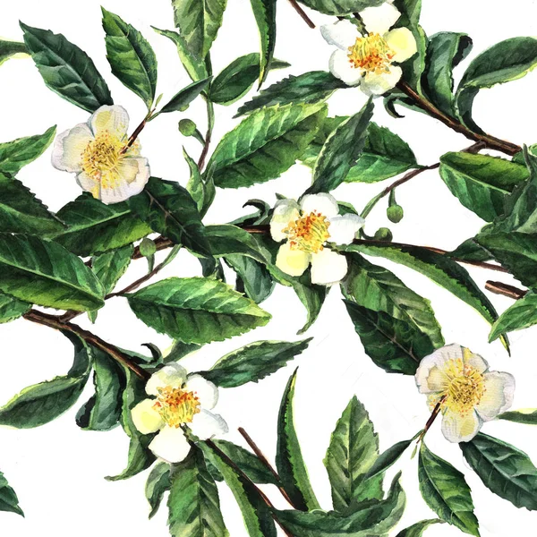 Akvarel Malba Umění Čaj Camellia Bezešvý Vzor — Stock fotografie