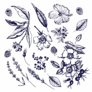 Botanik çizimlerle grafiksel set. Çiçekler, tomurcuklar, meyveler, yapraklar, dallar. Vektör çizimi. Manüel grafikler. Çeşitli yüzeyleri dekore etmek için kusursuz desen.