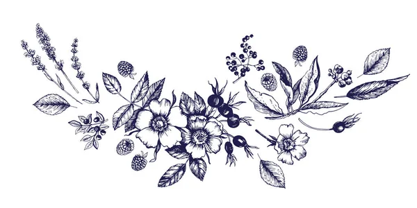 Grafická Kompozice Botanickými Skicami Květiny Poupata Ovoce Listy Větve Vektorová — Stockový vektor