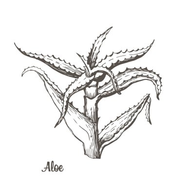 Grafik çizimi Aloe. Vektör çizimi. Elle çizimler.
