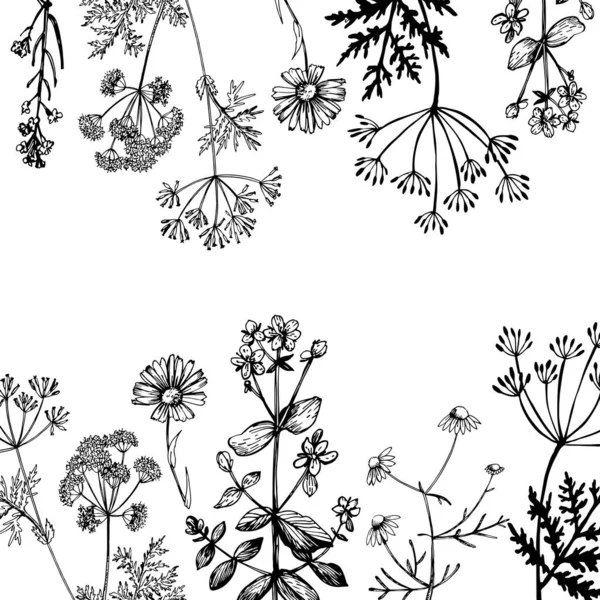 Grafikus Háttér Gyógynövényekkel Vektor Illusztráció Kézi Grafika — Stock Vector