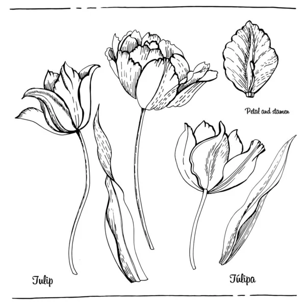 Ilustração Gráfica Tulipas Ilustração Vetorial Gráficos Manuais — Vetor de Stock