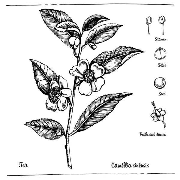 Ilustracja Graficzna Herbata Ilustracja Wektora Ręczna Grafika — Wektor stockowy