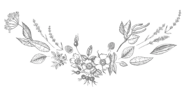 Composição Vintage Gráfico Com Flores Flores Botões Frutas Folhas Ramos — Vetor de Stock