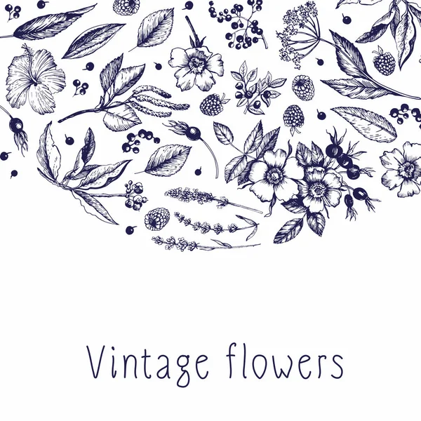 Grafický Vinobraní Ornament Botanickými Skicami Květiny Poupata Ovoce Listy Větve — Stockový vektor