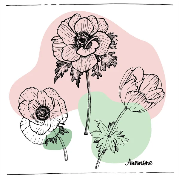 グラフィック植物図 Anemone — ストックベクタ