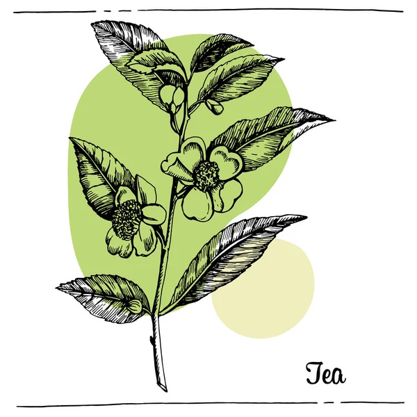 Graphic Illustration Tea Branches — Stock Vector
