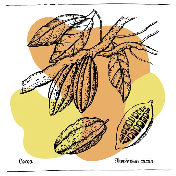 Ilustración Botánica Gráfica Cacao — Vector de stock