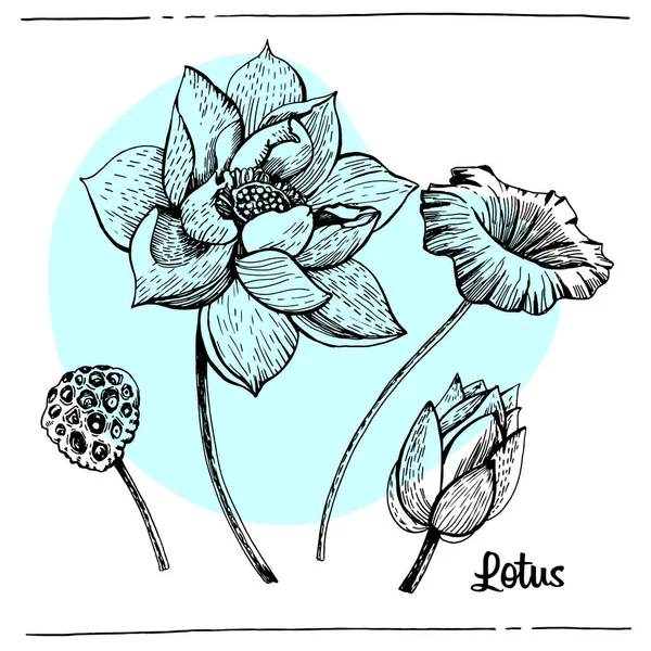 Illustration Décorative Graphique Lotus — Image vectorielle