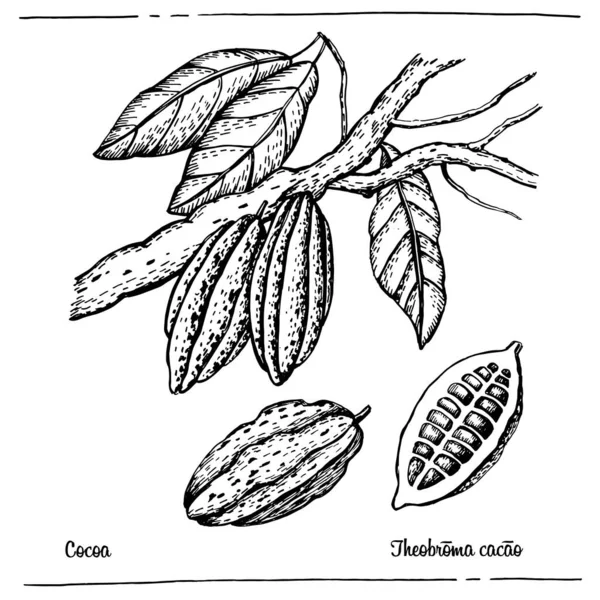 Grafisches Muster Kakao Nahtlos Mit Zweigen — Stockvektor