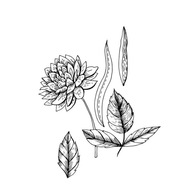 Abstrakte Stilisierte Botanische Skizzen — Stockvektor