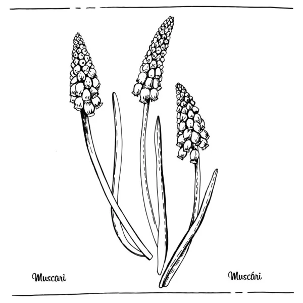 Grafische Botanische Illustration Muscari — Stockvektor