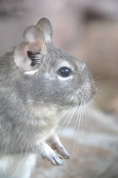 stock image Degu - Octodon degus 