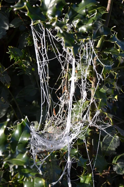 Spinnennetz mit Raureif — Stockfoto