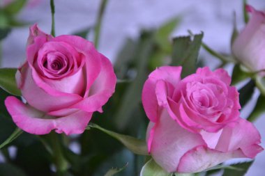 pembe gül yaprakları