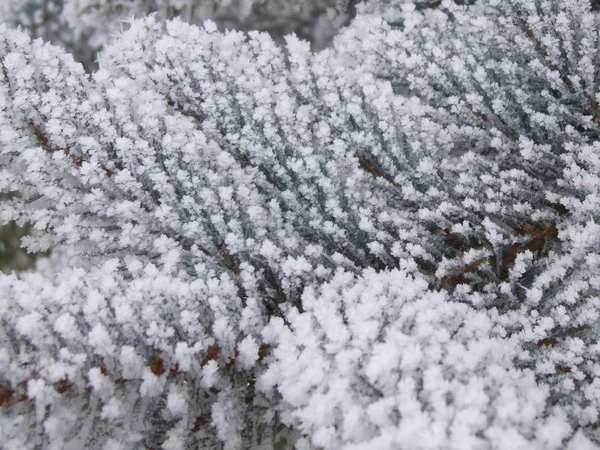 植物に冷ややかなトレイル — ストック写真