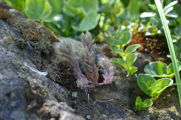 Small sedum plant on stone — Stock Photo, Image