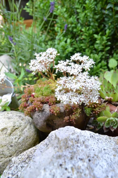 돌 정원 식물의 흰 꽃 — 스톡 사진