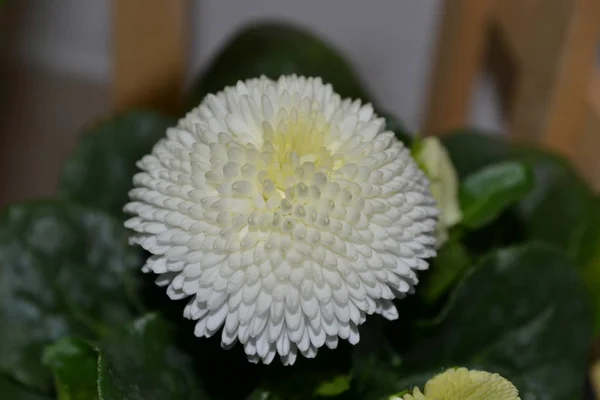 Margaritas de flor blanca — Foto de Stock