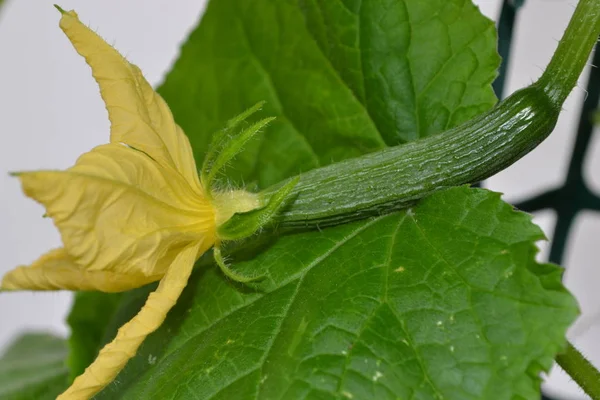 Bloem met vrucht van een komkommer — Stockfoto