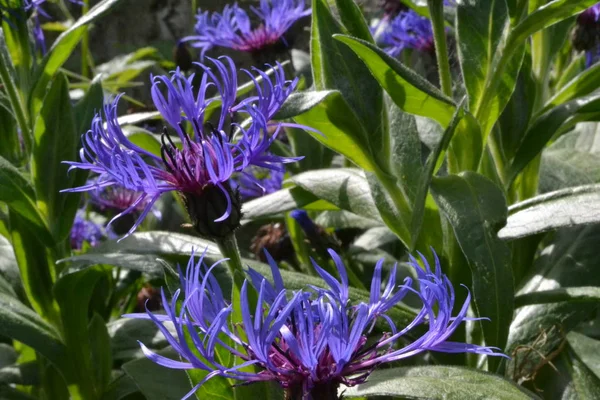 Blue flowers of a cornflower — Stock Photo, Image