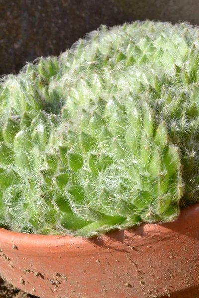 Verschillende soorten planten — Stockfoto